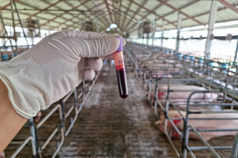 Ilustracija, Foto: Shuutterstock