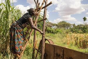 Kenijska zemljoradnica: "Plašim se da će me ubiti slonovi“