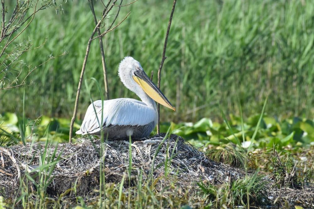 Detalj sa Skadarskog jezera, Foto: Centar za zaštitu i proučavanje ptica