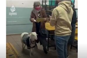 And that's how people vote in Turkey: Someone with a sheep and a parrot, someone...