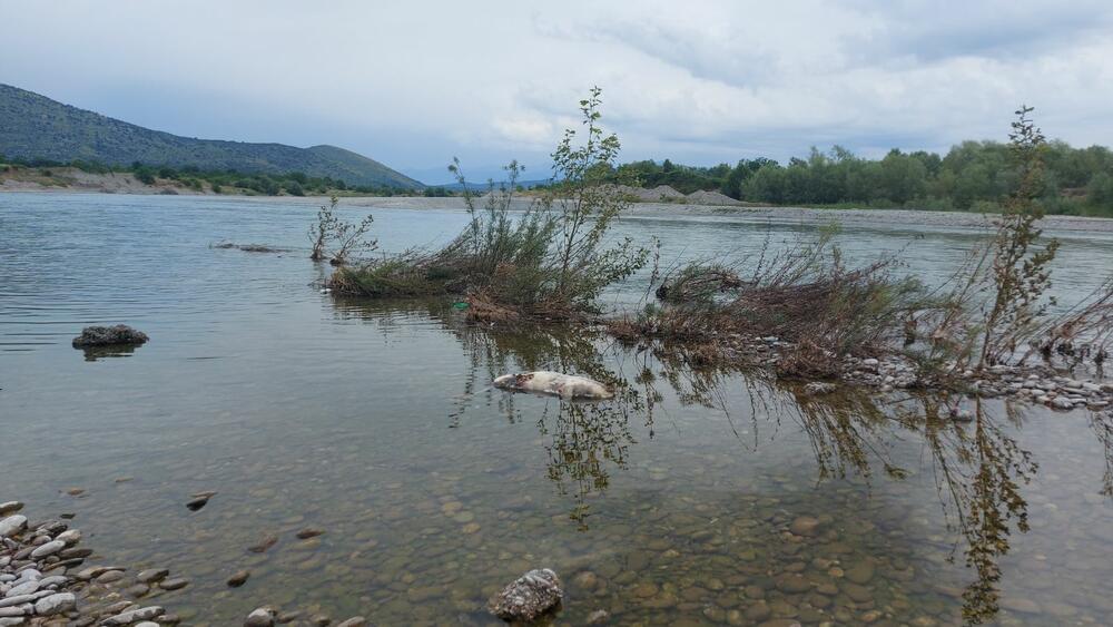 <p>"U Crnoj Gori, ekološkoj državi, nažalost, svijest o očuvanju životne sredine, a posebno rijeka i brojnih izvorišta je kod pojedinaca na izuzetno niskom nivou"</p>
