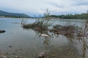 Regionalni vodovod: Morača nosi mrtve životinje na području...