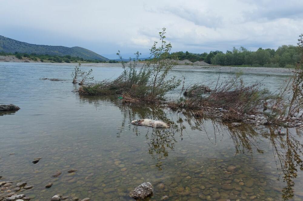 Mrtva životinja u Morači, Foto: Regionalni vodovod