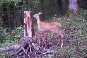 Ljepota NP Biogradska gora: Pogledajte snimak srne i mladunaca