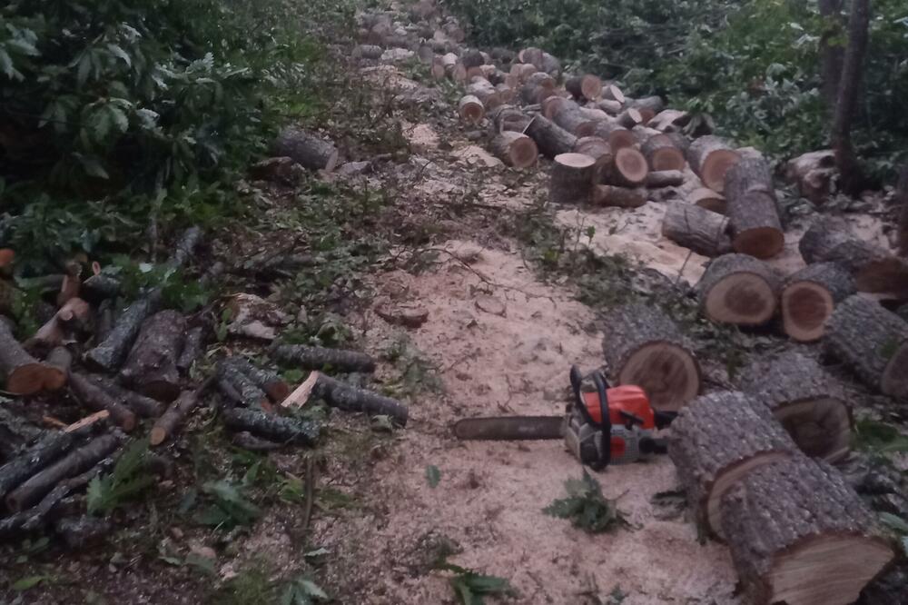 Bespravna sječa rasprostranjena širom države (ilustracija), Foto: Goran Malidžan