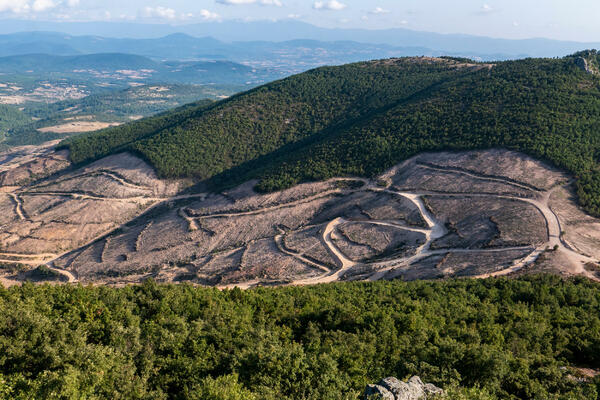 Zakon EU o zabrani krčenja šuma ugrožava poslovanje svjetskih...