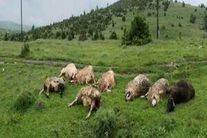 Bijelo Polje: Vukovi zaklali ovce u Koritima