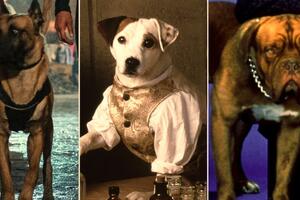 Deset filmova u kojima je pas glumio za Oskara