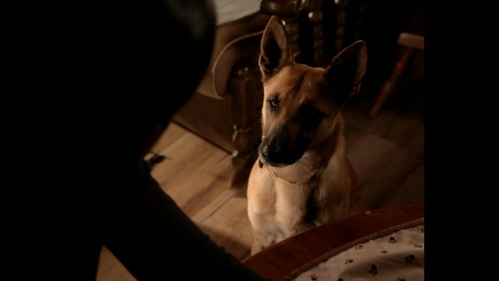 Pas je bio dio prvobitne ideje