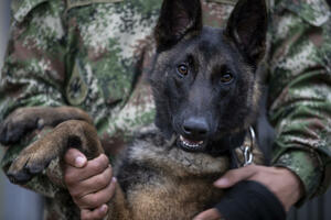Dog Wilson became a hero of Colombia: He helped to find...