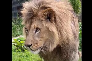Pogledajte kako izgleda lav Nikola godinu nakon što je iz Crne...