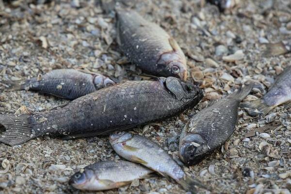 Kako probijanje brane Nova Kahovka ugrožava životnu sredinu i...