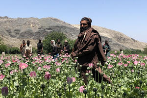 Iza kulisa talibanskog rata protiv droge – uništavanje polja maka