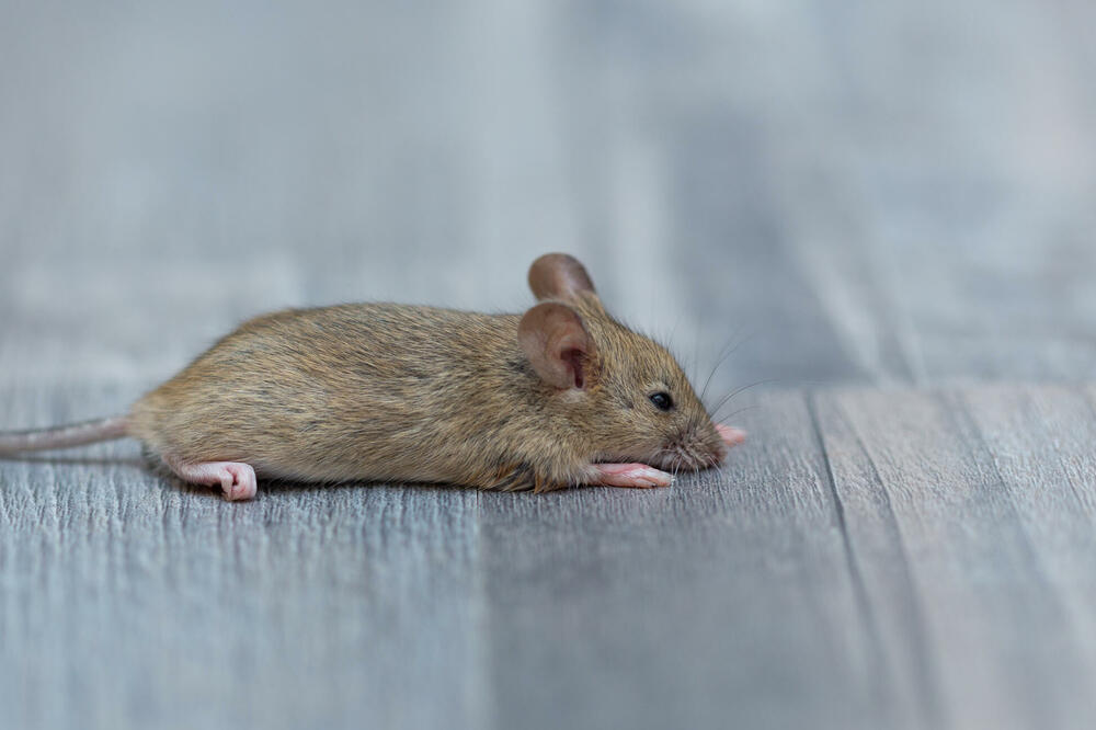 Ilustracija, Foto: Shutterstock