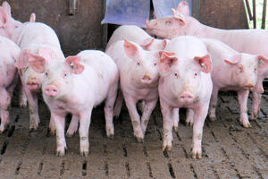 Uprava: Afrička kuga svinja nije zabilježena u Crnoj Gori, rizik...