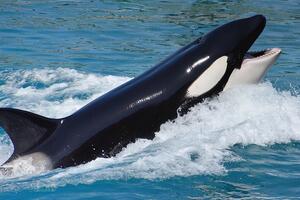 Zašto orke odjednom udaraju u čamce