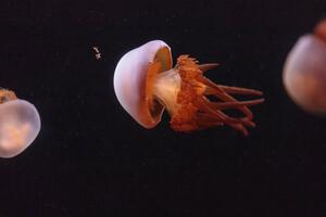 Možda restorani mogu da riješe problem koji imamo sa meduzama