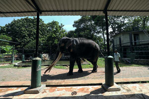 Poslije diplomatskog spora, slon iz Šri Lanke vraćen u Tajland