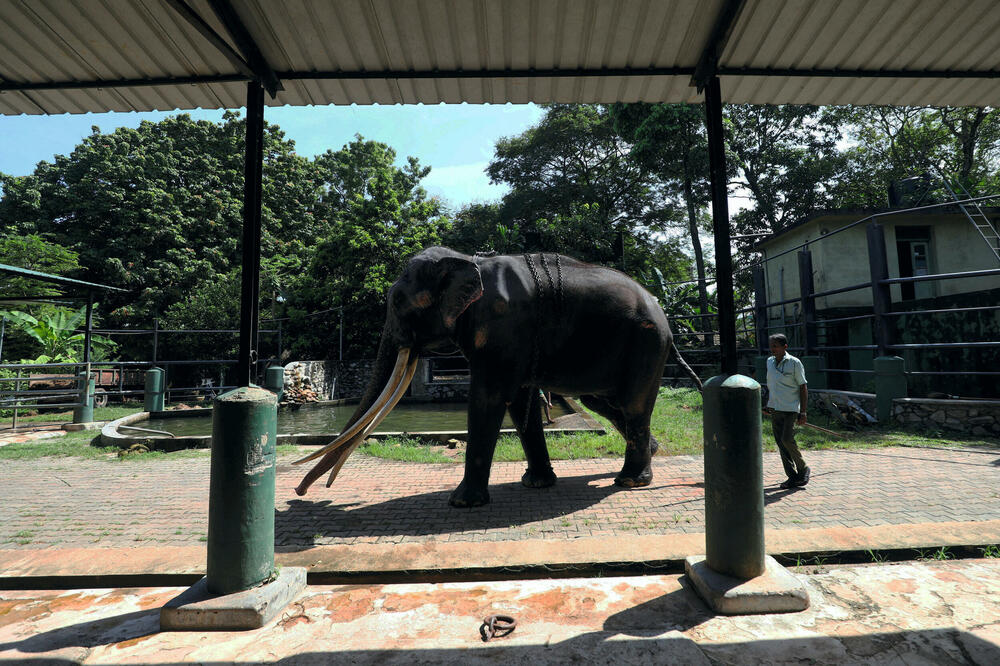 Slon Sak Surin se vraća u domovinu, Foto: Reuters