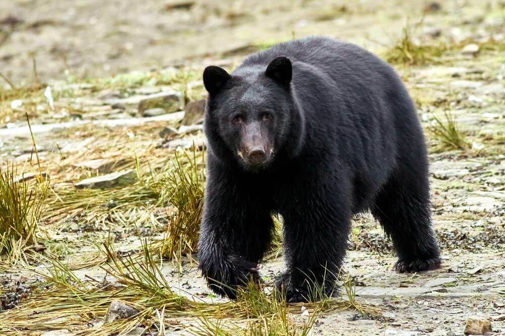 Ilustracija, Foto: Shutterstock