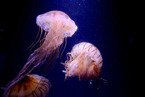 Dubrovnik: Crvena zastava kao upozorenje zbog meduza u moru
