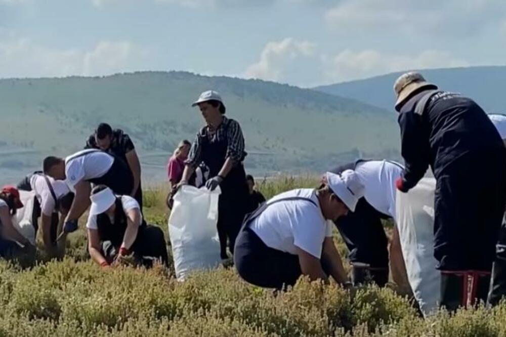 Dani lavande, Foto: Goran Malidžan