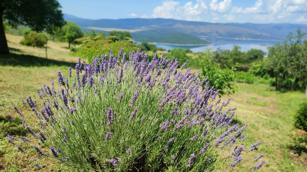 <p>Selo Kljakovica udaljeno je pedesetak kilometara od Nikšića, i danas ga &ldquo;čuva&rdquo; po pet žena i muškaraca...</p>