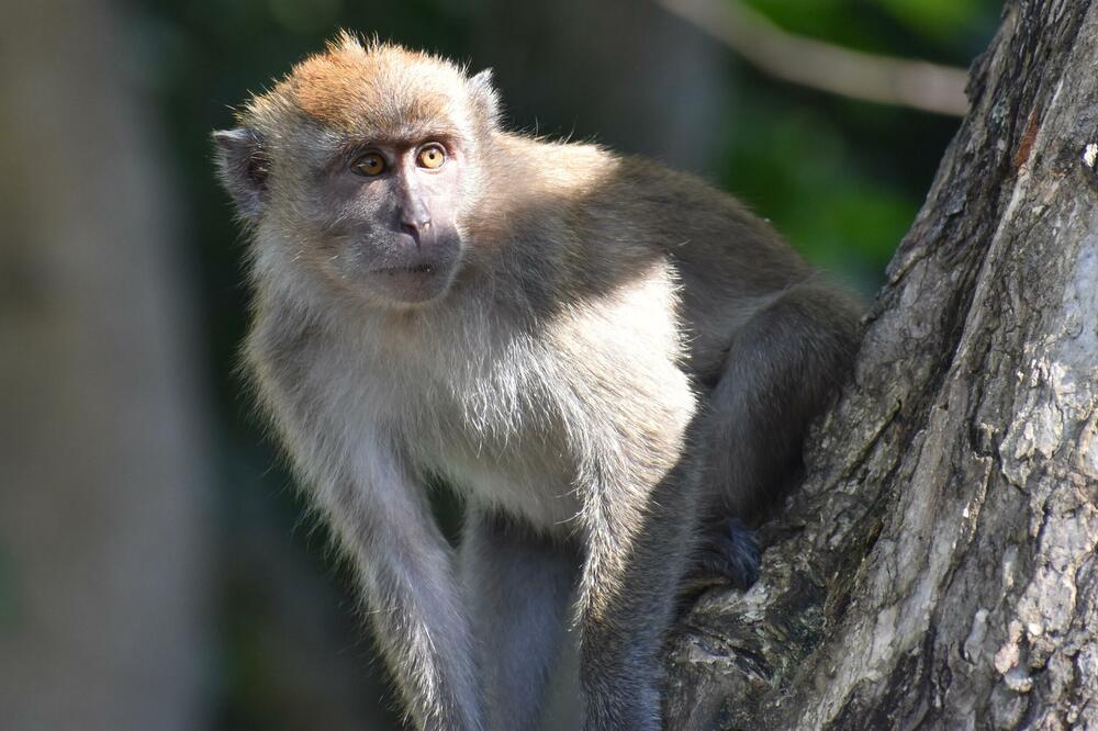 Makaki majmun (Ilustracija), Foto: Shutterstock