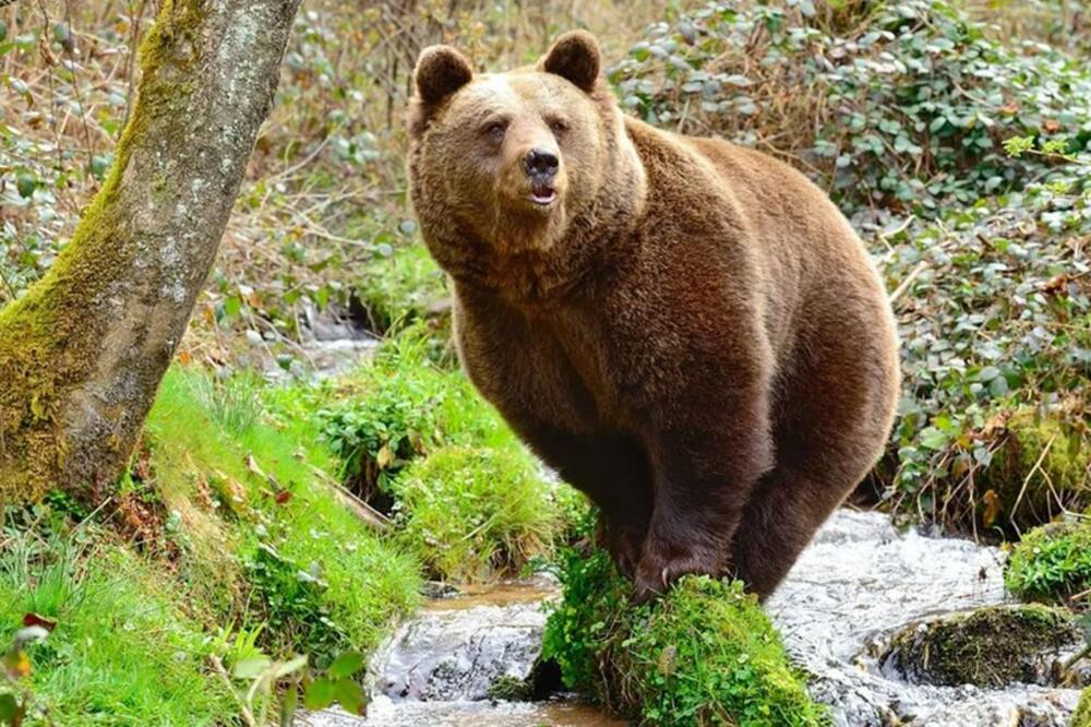 Foto: Stiftung für Bären / Foundation for Bears