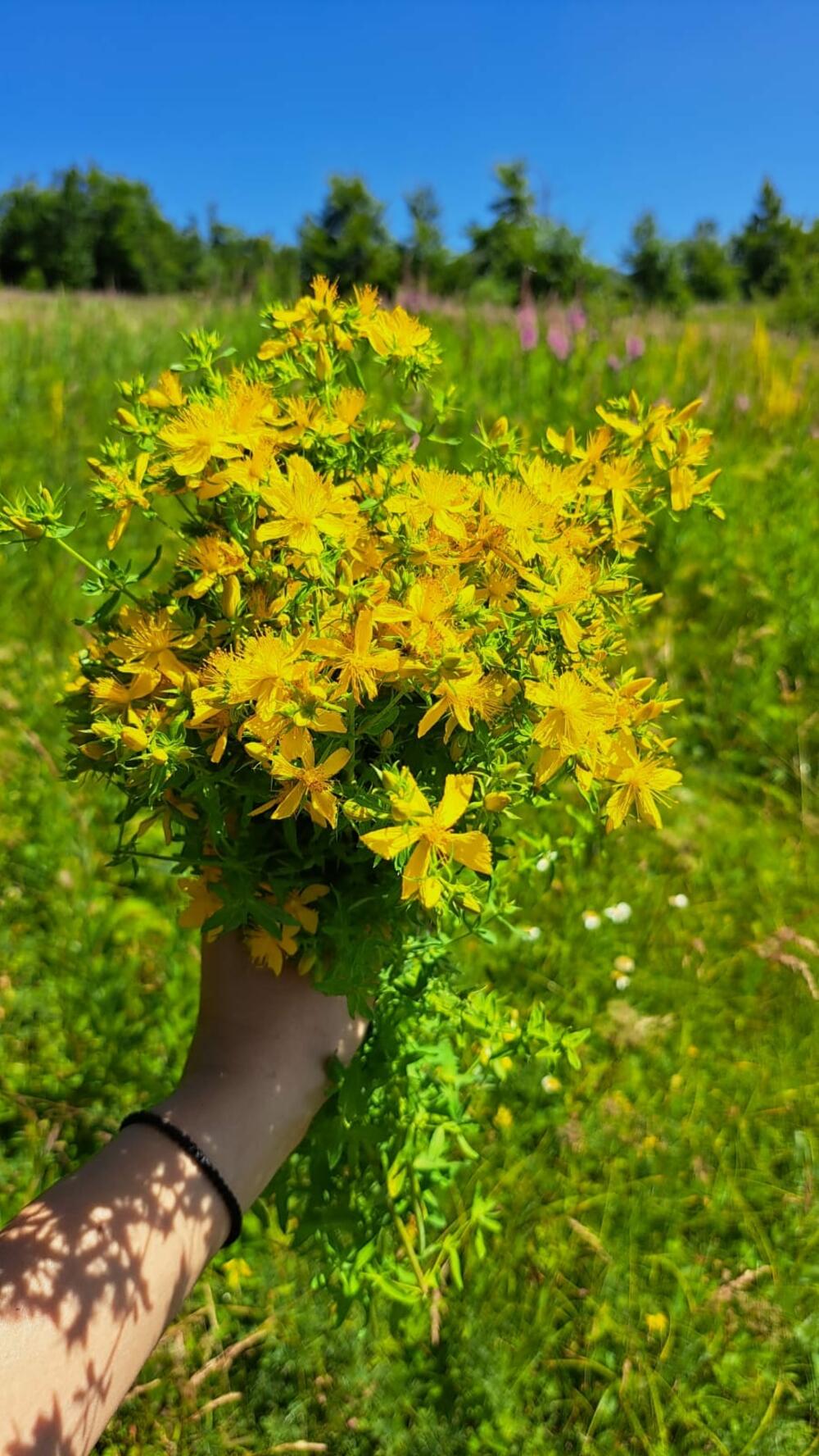 <p>„Ljekovita“ tura od Vučja, izletišta koje je dvadesetak kilometara udaljeno od Nikšića, do visoravni Konjsko</p>