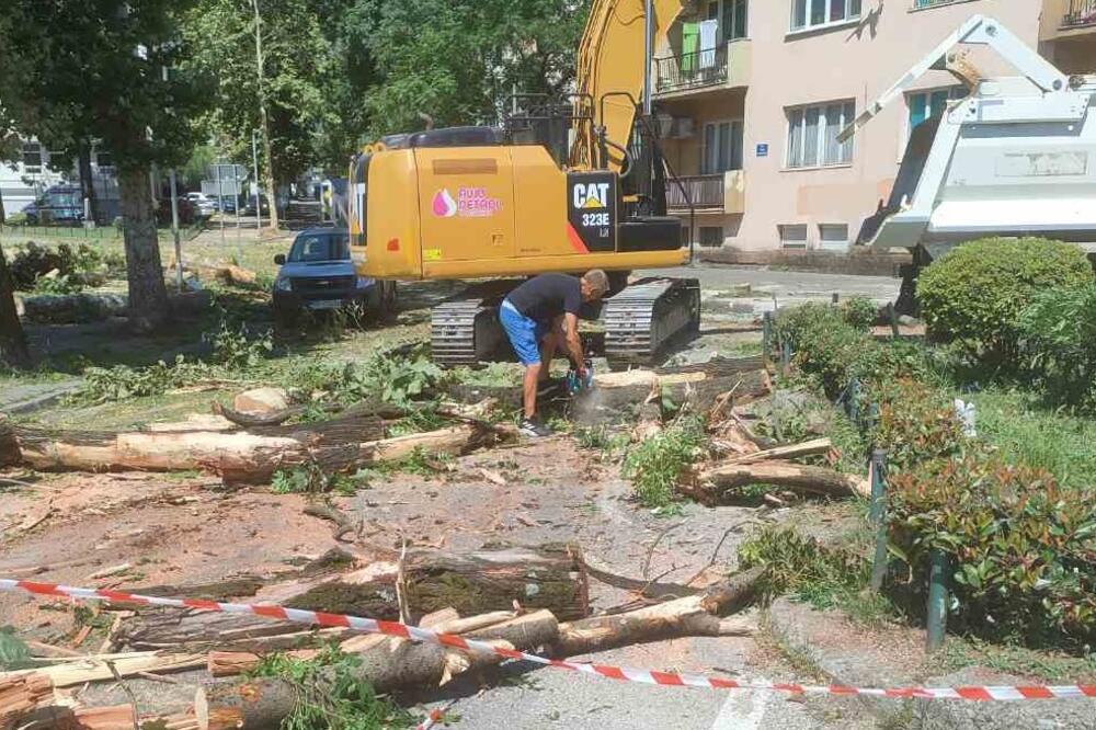 Sječa platana danas u Danilovgradu, Foto: Nenad Savović