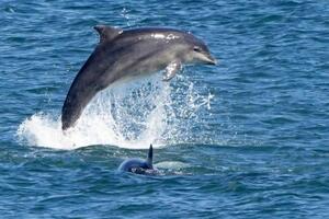 Delfini napadali i povrijedili plivače na japanskoj plaži