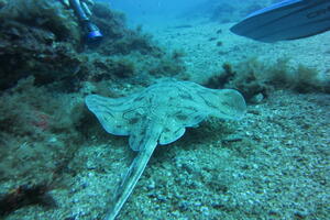 U Jadranu živi 36 ugroženih vrsta morskih pasa i raža