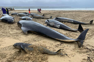 Jato od 55 kitova uginulo nakon što se nasukalo na plažu u Škotskoj