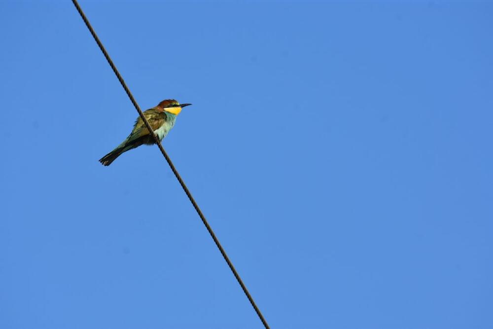Pčelarica, Štoj 18.07.2023.