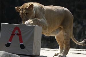 Njemačka: Potraga za odbjeglom divljom životinjom u Berlinu,...