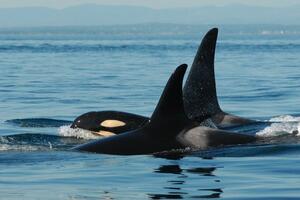 Majke kitova ubica čuvaju sinove od pet tona da ne upadnu u nevolje