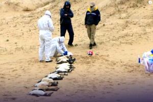 Tužan prizor: Oko 2.000 mrtvih pingvina pronađeno na obalama...