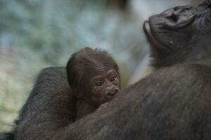 Gorila, za koju se vjerovalo da je mužjak, iznenadila zaposlene u...