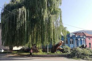 Dio žalosne vrbe pao na put u Pljevljima