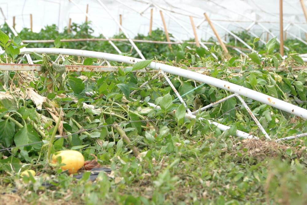 Srušeni plastenik, Foto: BBC
