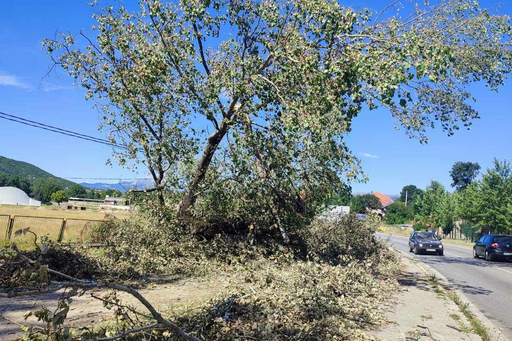 Foto: Svetlana Mandić