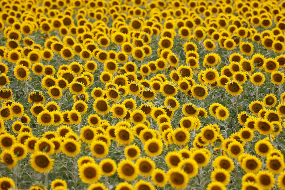 Ilustracija, Foto: Reuters