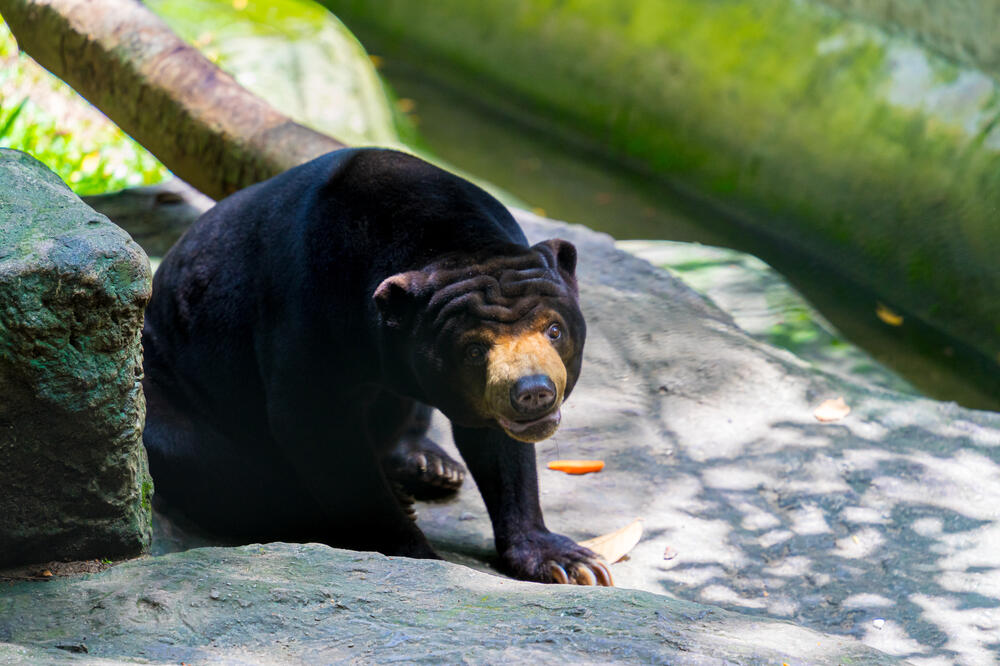 Ilustracija, Foto: Shutterstock