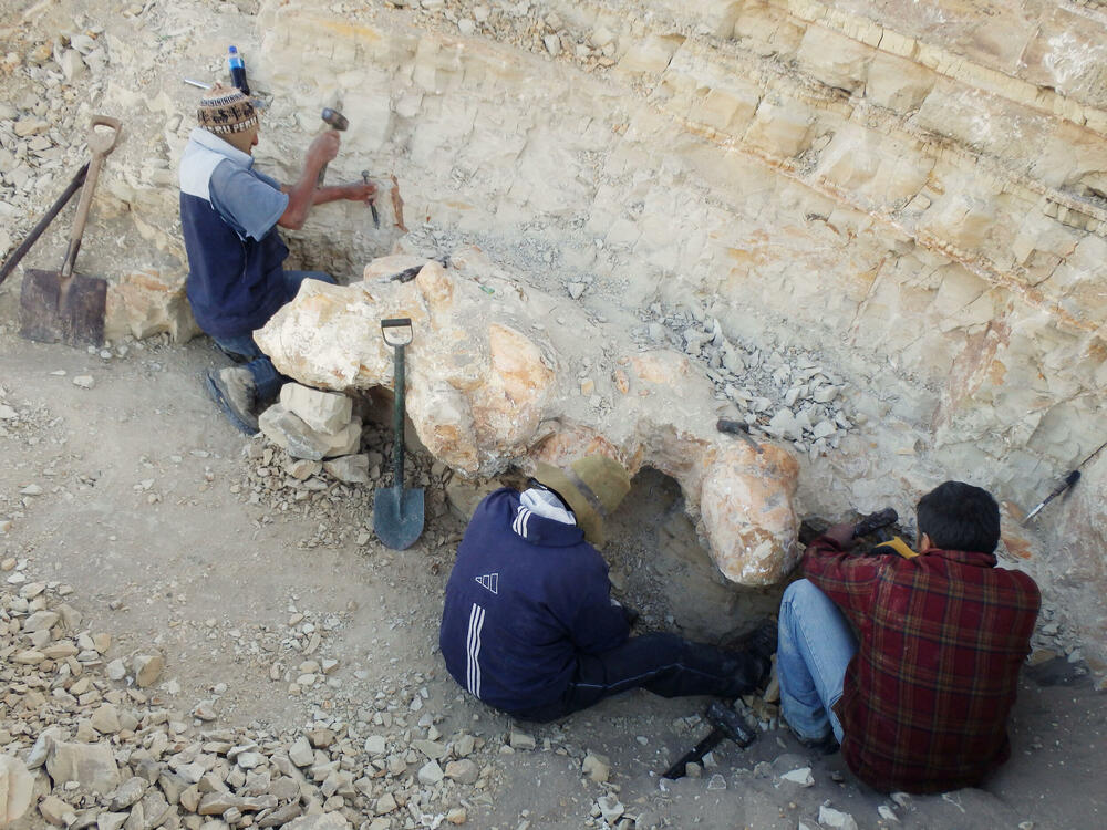 Naučnici iskopavaju fosil drevnog kita