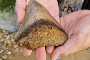 Životinje i Velika Britanija: Dječak pronašao zub megalodona,...