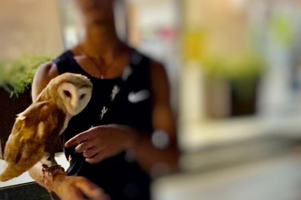 Sova kukuvija, Foto: CZIP