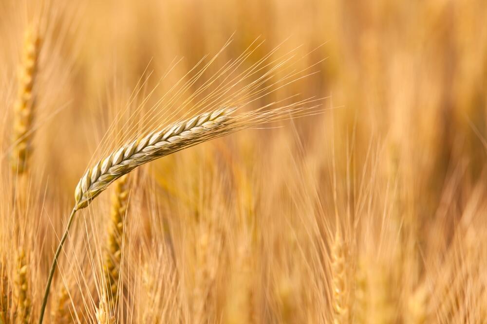 Ilustracija, Foto: Shutterstock