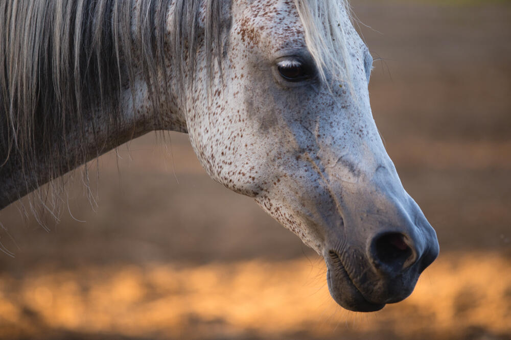 U prihvatilištu će biti prostora i za napuštene konje (ilustracija), Foto: Shutterstock