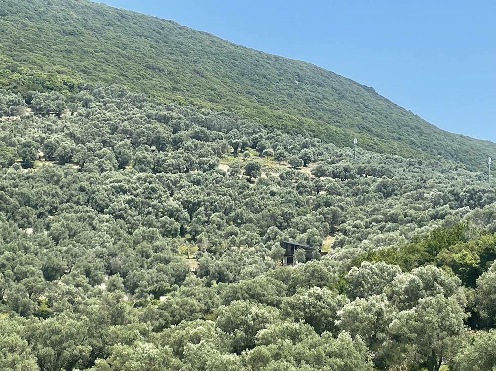 A house in an olive grove